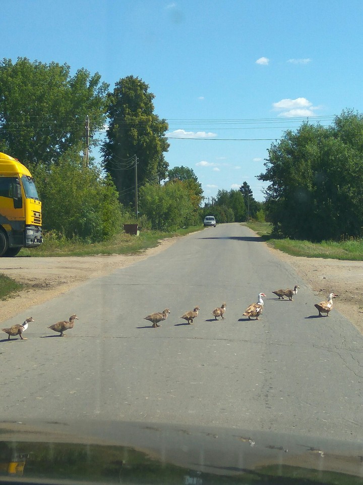 Ducks
