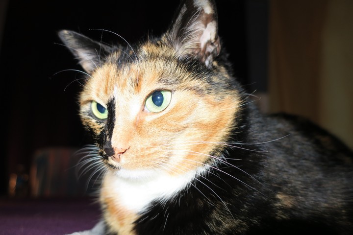 mon chat s'appelle Galette