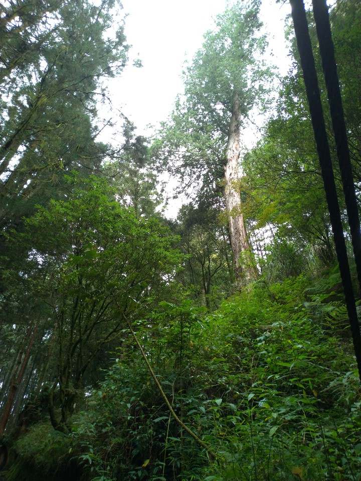 阿里山