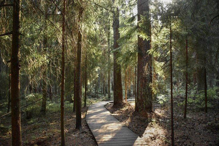 Forest