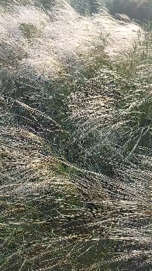 ковыль цветет