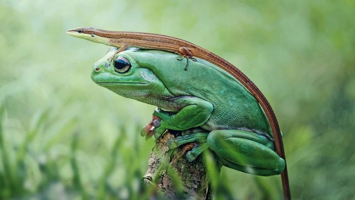 Friends Frog & Lizard