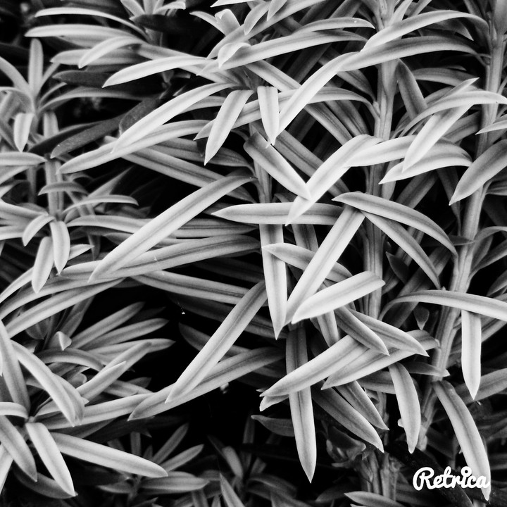 plant
