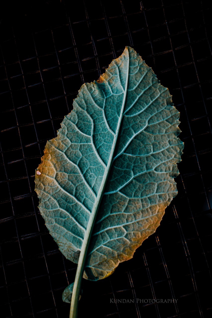 ? Plant