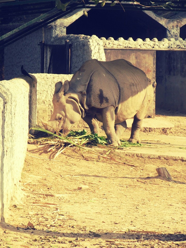 kanpur zoo