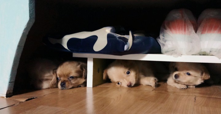cutie pups