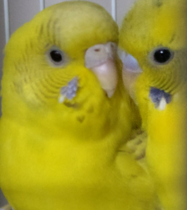 Parakeets