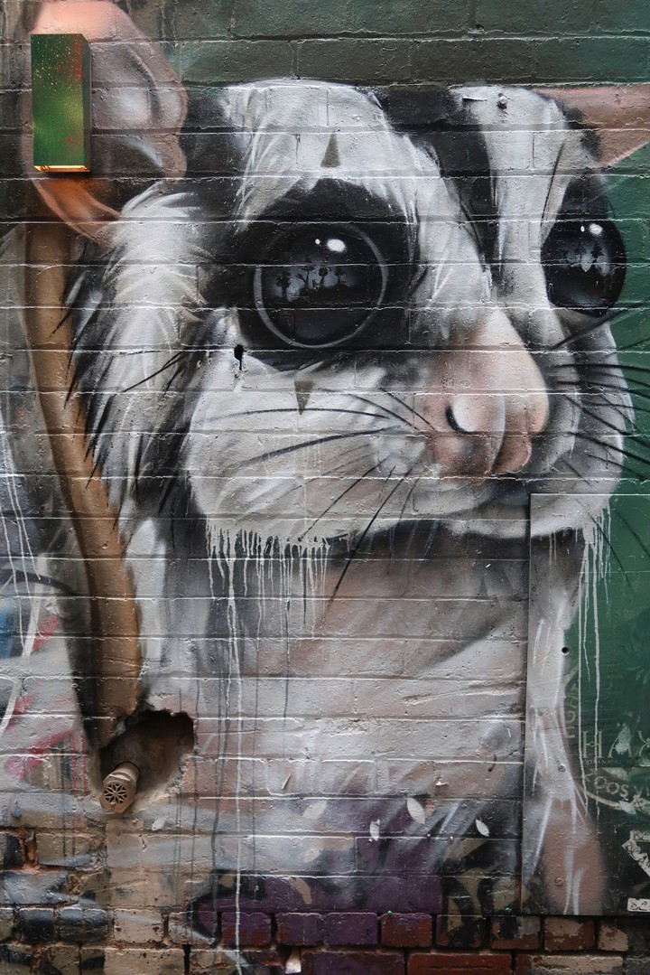 Rat