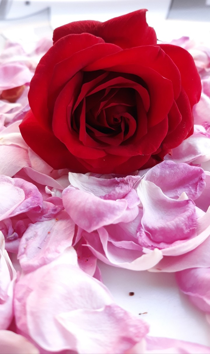 rose