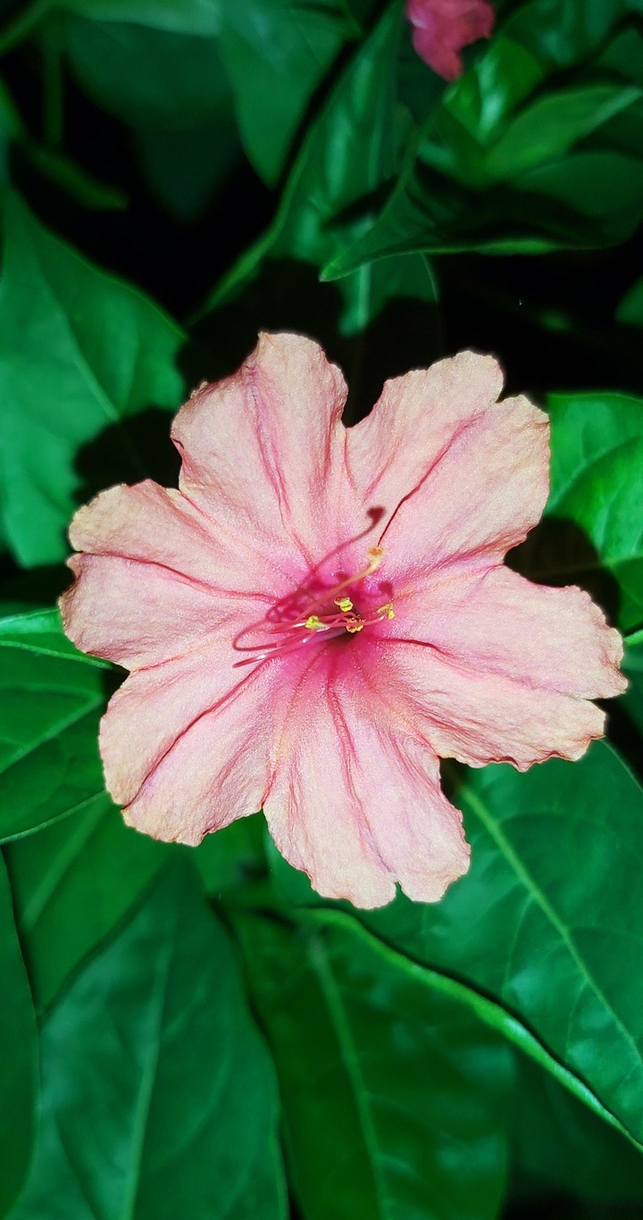 pretty pink