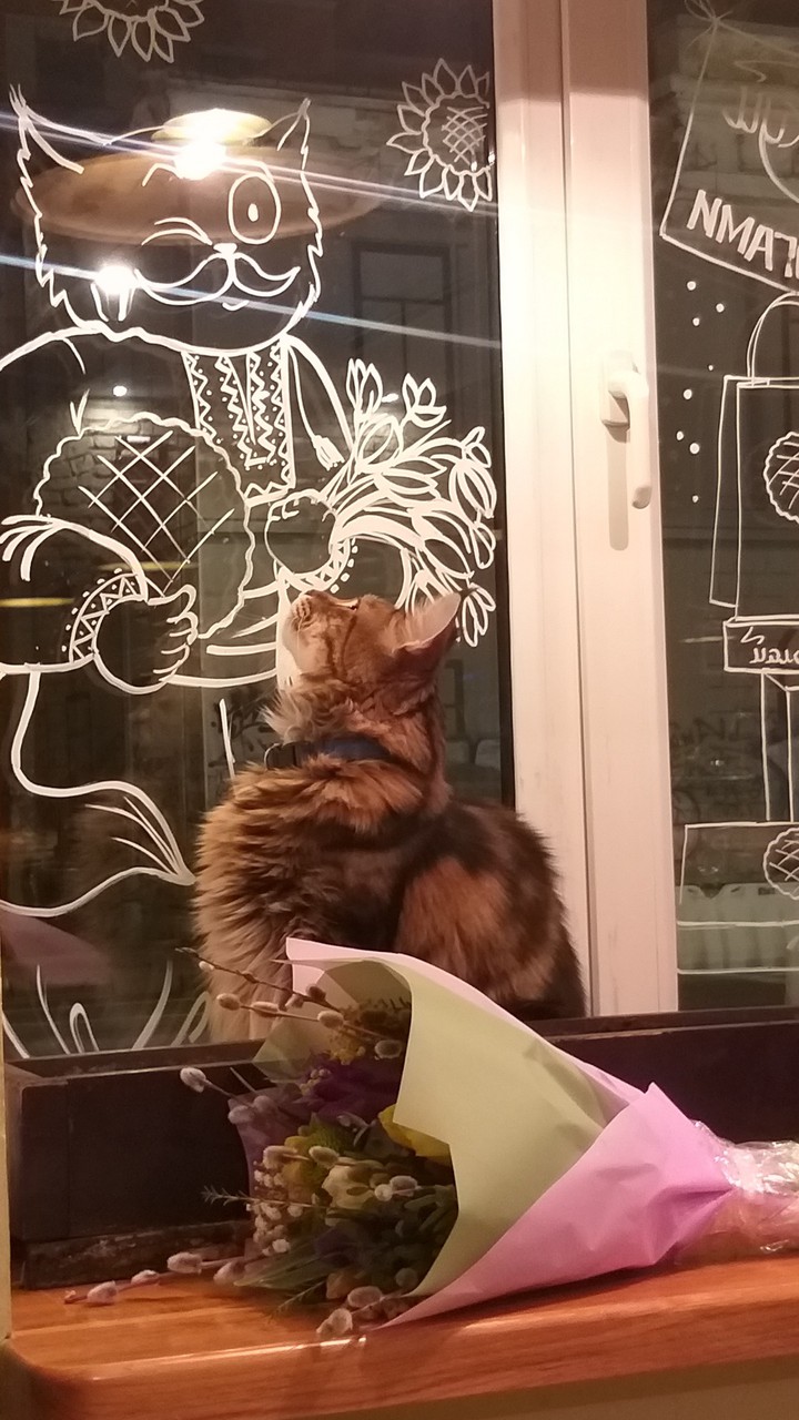 Cat in restaurant