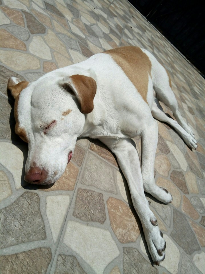 placidez
