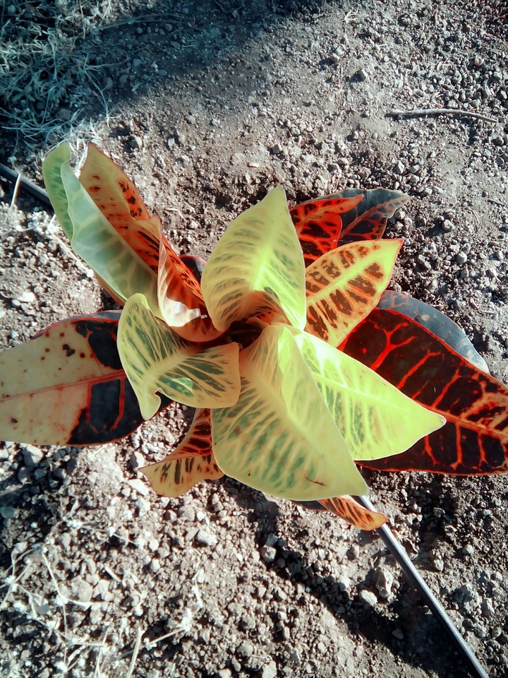 my flower