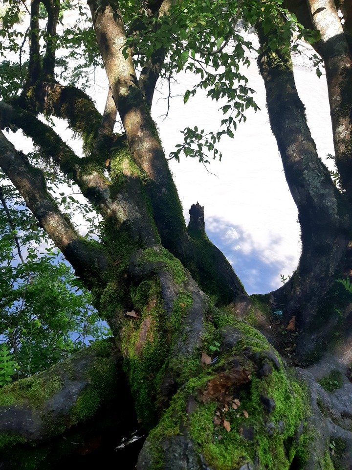 tree