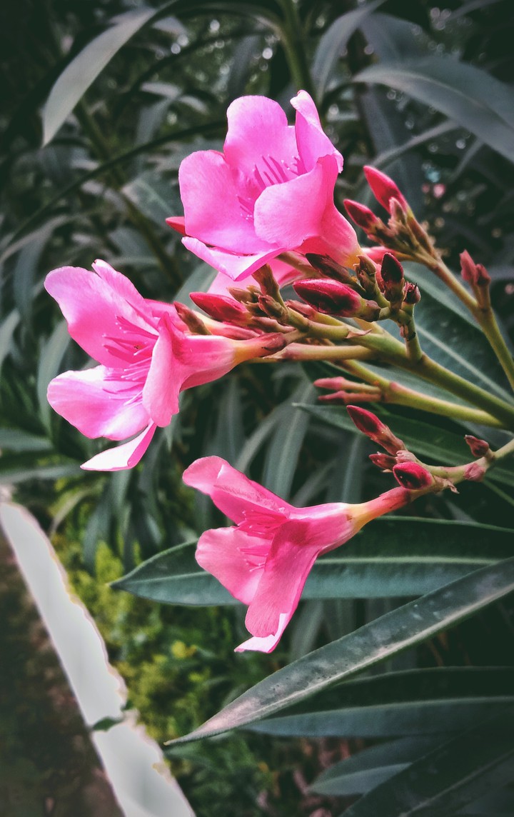 Pink flowers