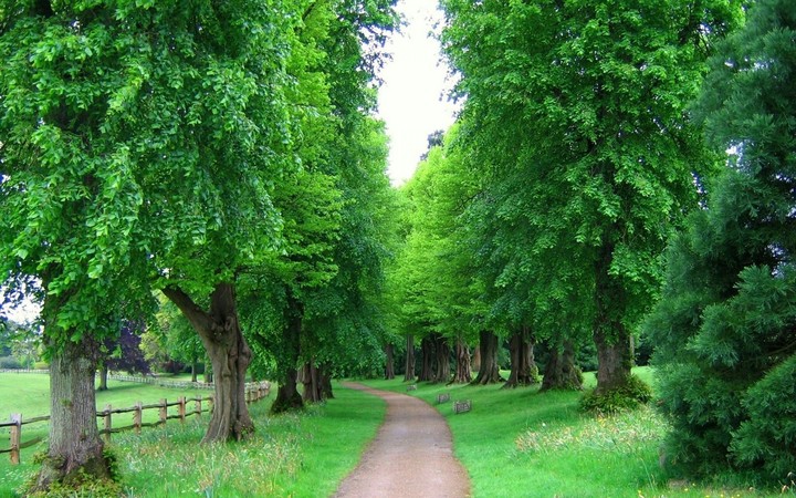 Allée d'arbres, Trees