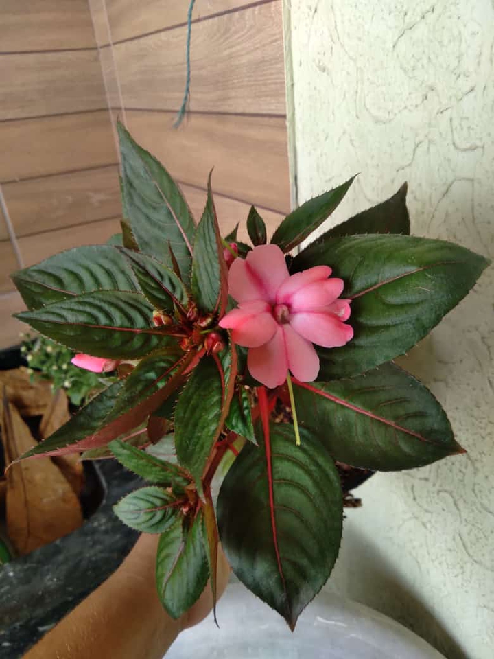flor ???