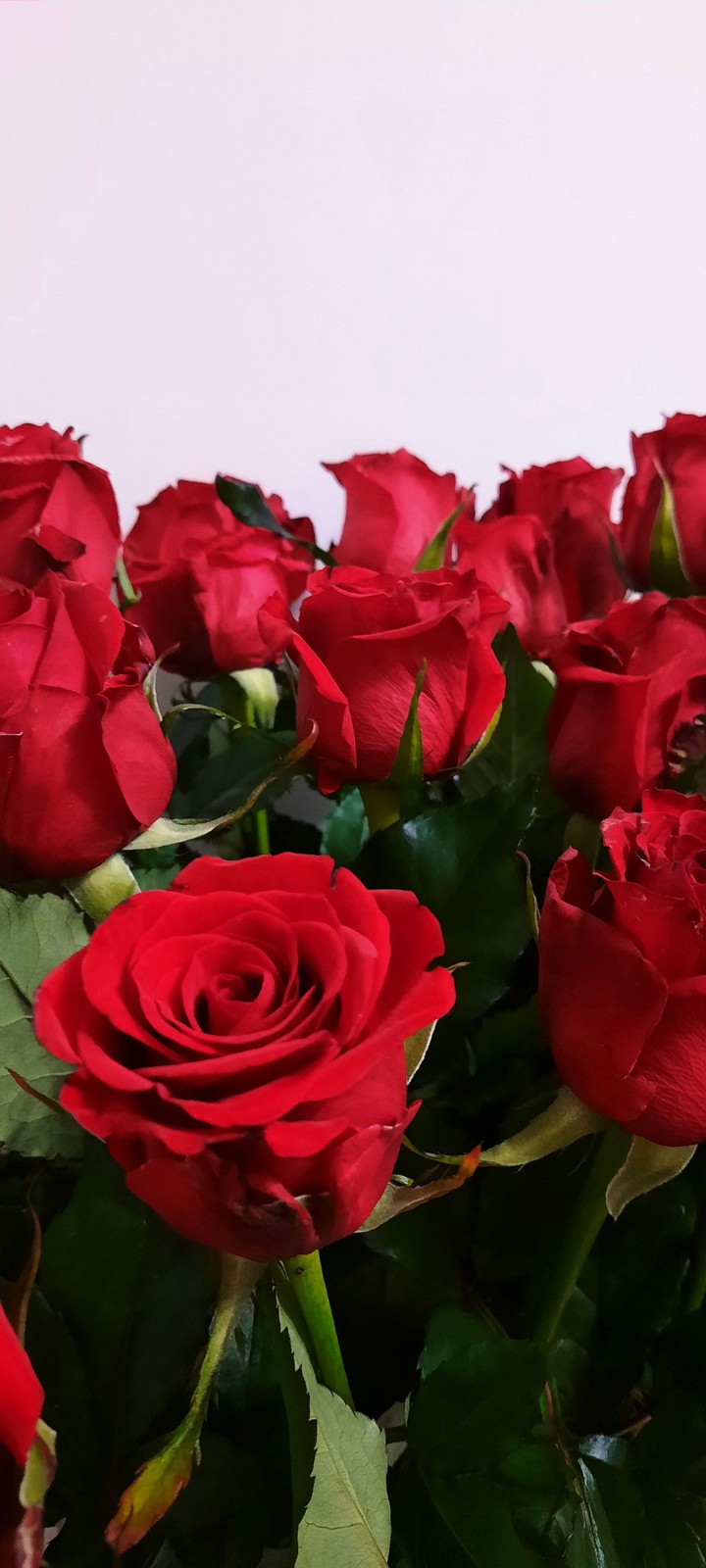 roses ?