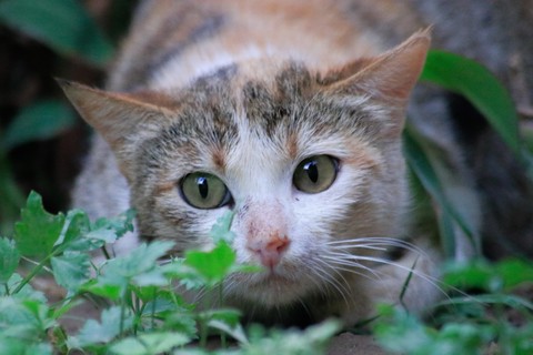 Carnivore, Fawn háttérképek