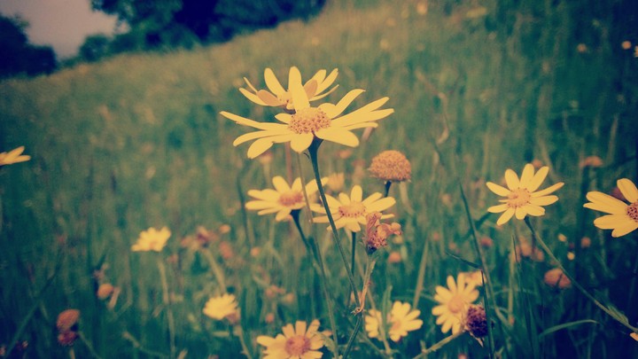 Yellow Flowers