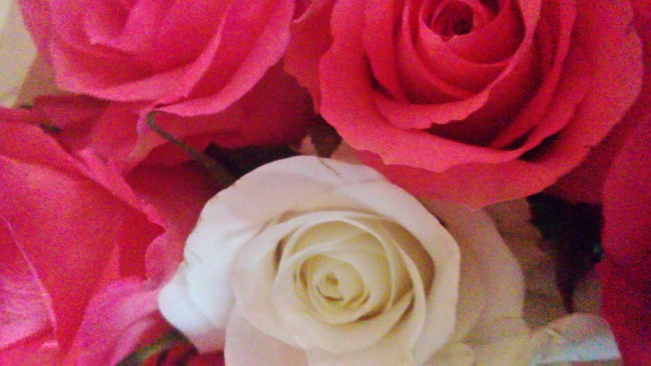 roses