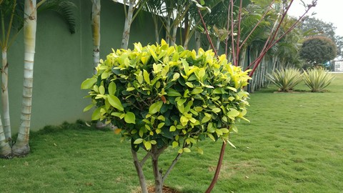 garden