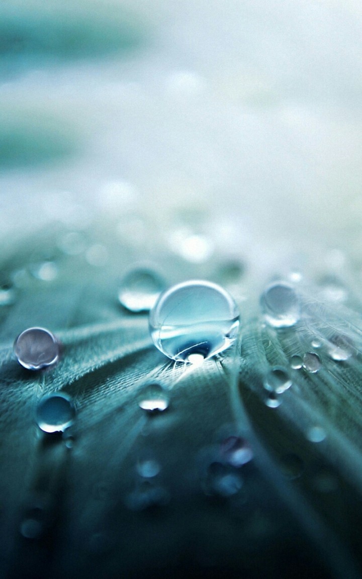 Delicate Dew Drops
