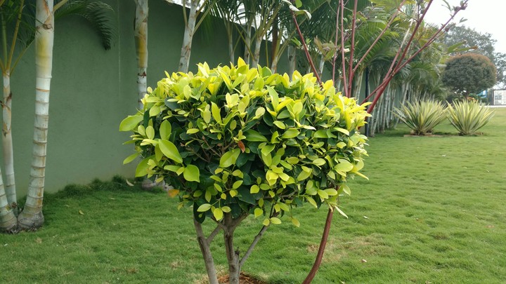 garden
