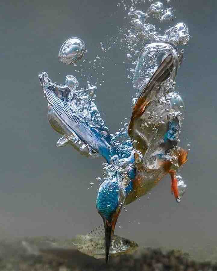 Bird attack