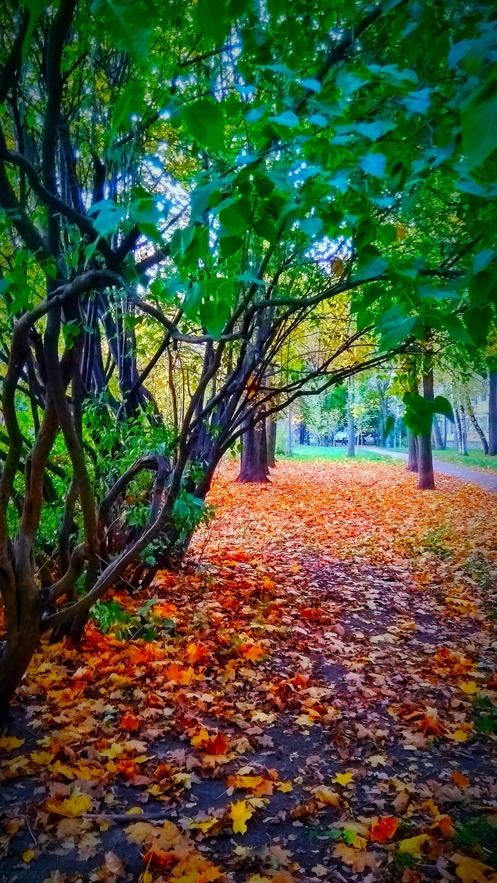 Осень