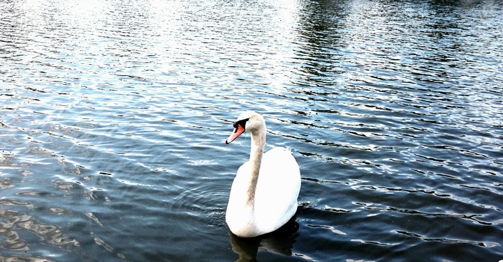 swan