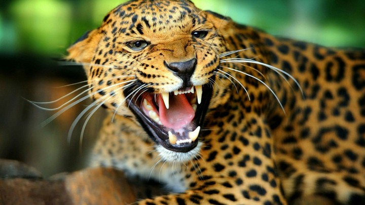 grrr