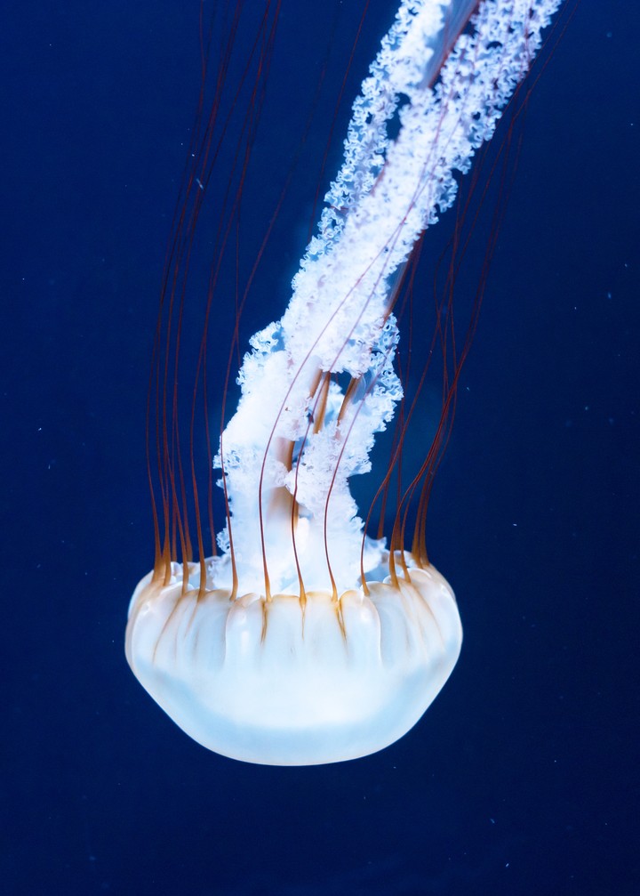 Jellyfish Tentacles Underwater World