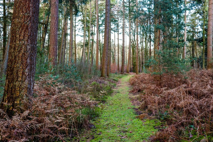 forest