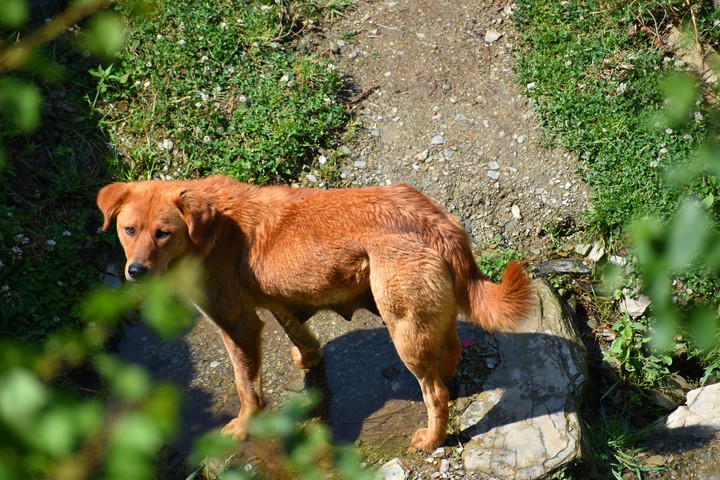 #Female Dog