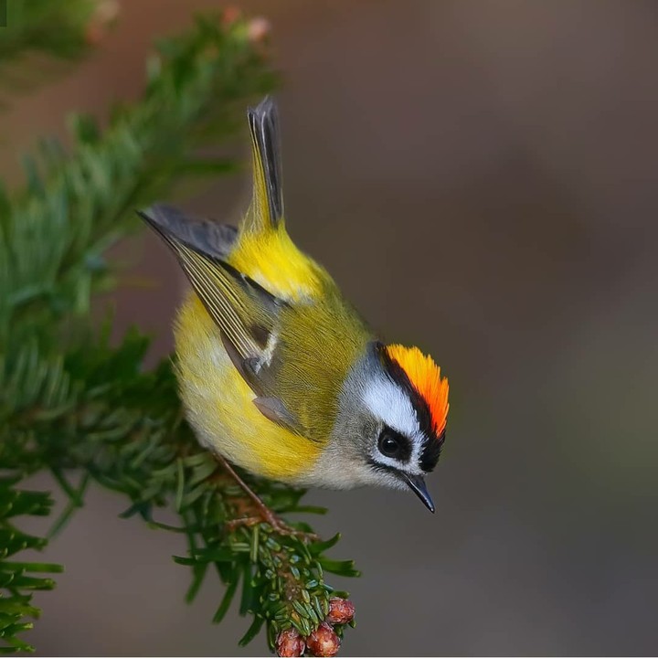 bird