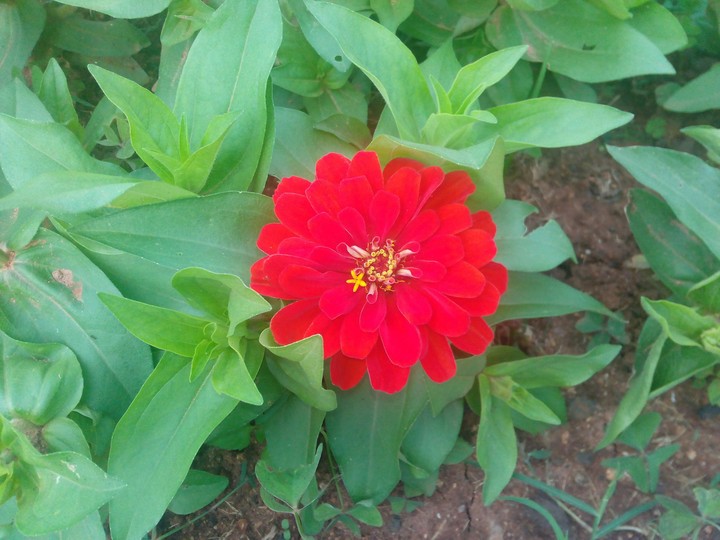 red flower