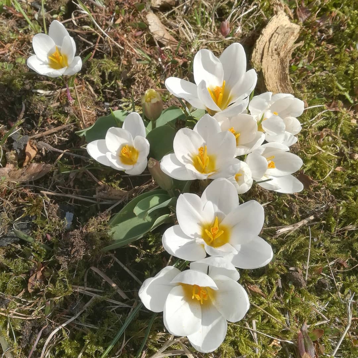 White flowers