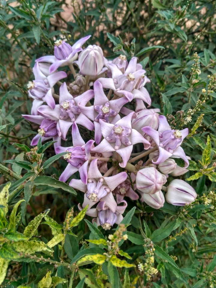 Calotropis gigantea