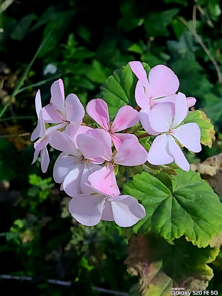 Y❤️  My pink geranium