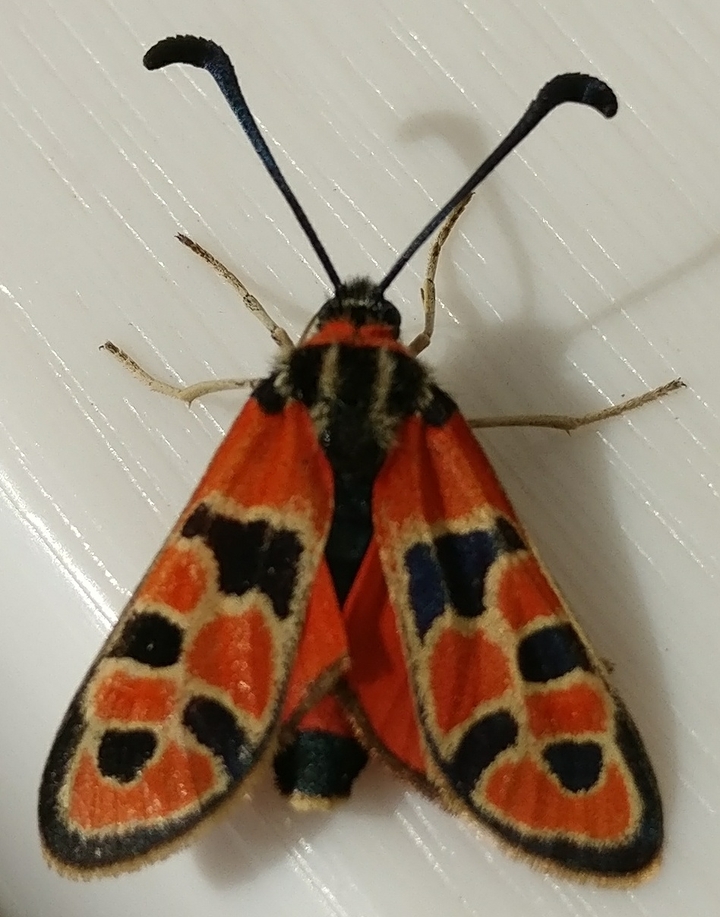 papillon