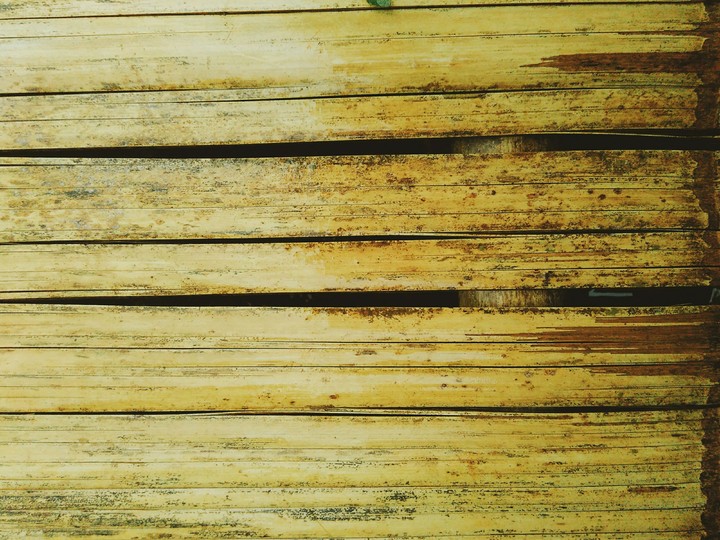bamboo