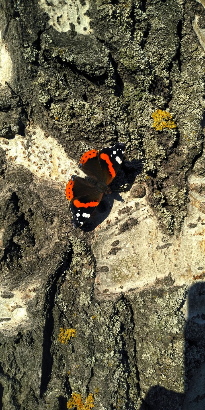 butterfly