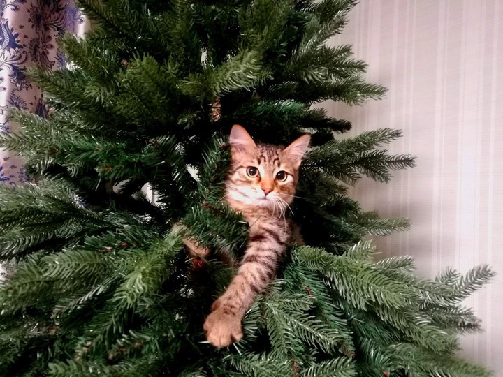 Кот