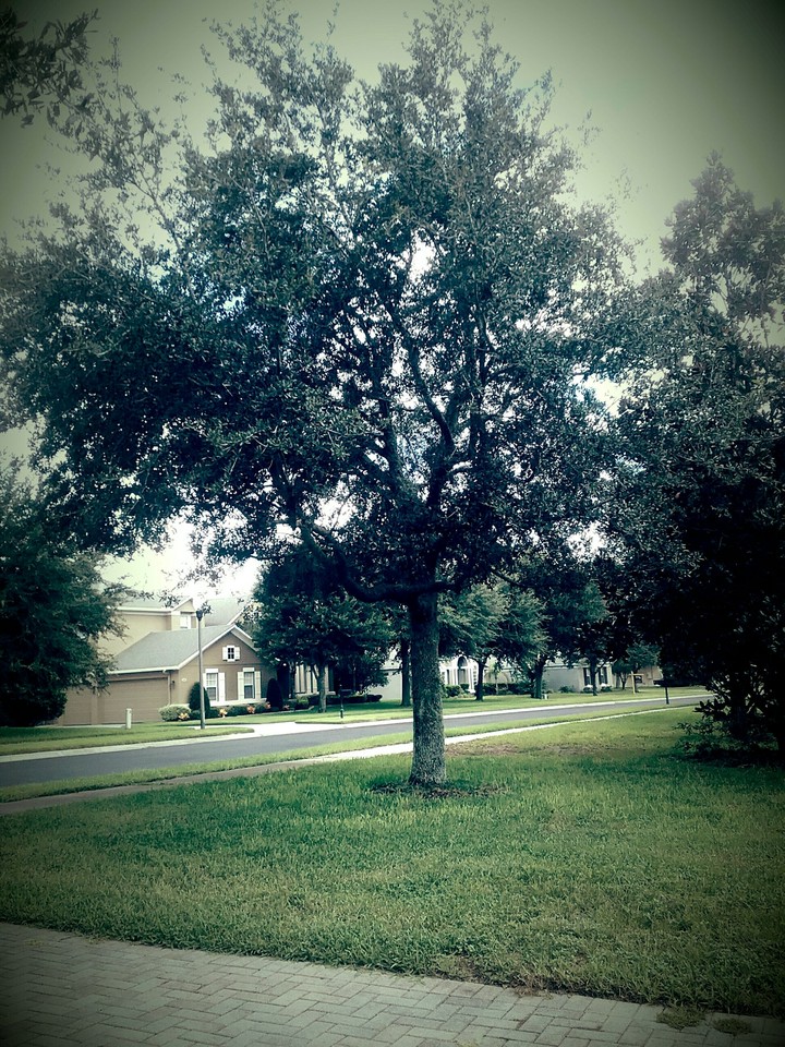 Oak in the Morning
