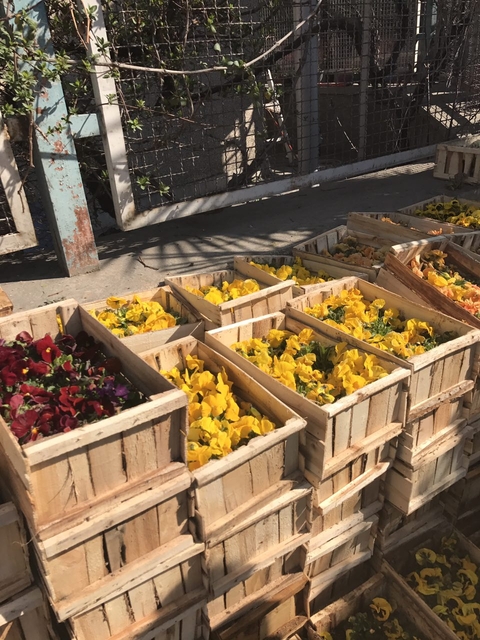 produce, plant duvar kağıtları