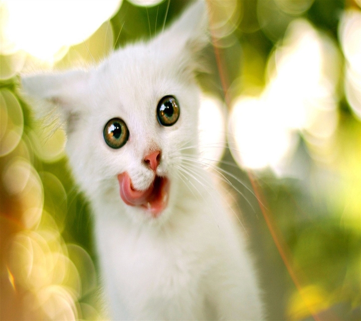 kitty crazy