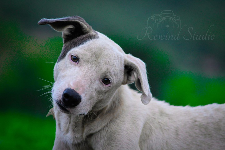 Cute Dog