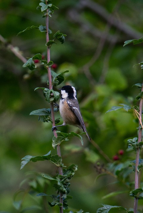 Tit, branch háttérképek