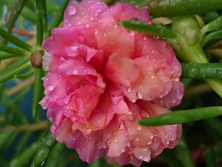 magic rose